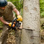 Are Bushranger Chainsaws Any Good? (Here Is Truth!)